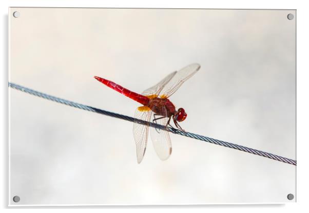 Red Dragonfly Acrylic by Chris Dorney