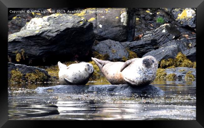 TWO VERY SMUG CONTENTED GREY SEALS Framed Print by Judith Lightfoot