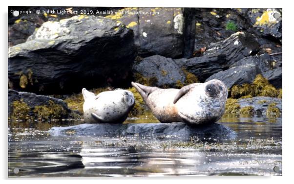 TWO VERY SMUG CONTENTED GREY SEALS Acrylic by Judith Lightfoot