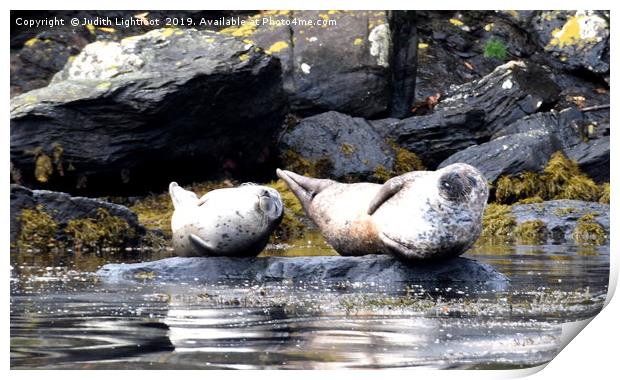 TWO VERY SMUG CONTENTED GREY SEALS Print by Judith Lightfoot