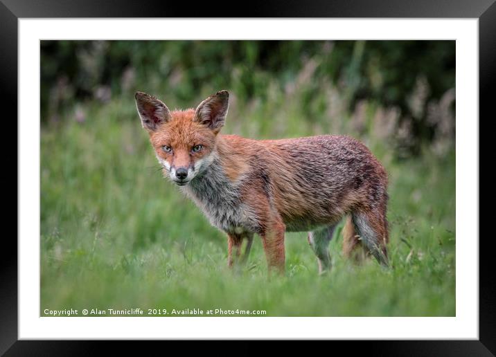 red fox Framed Mounted Print by Alan Tunnicliffe