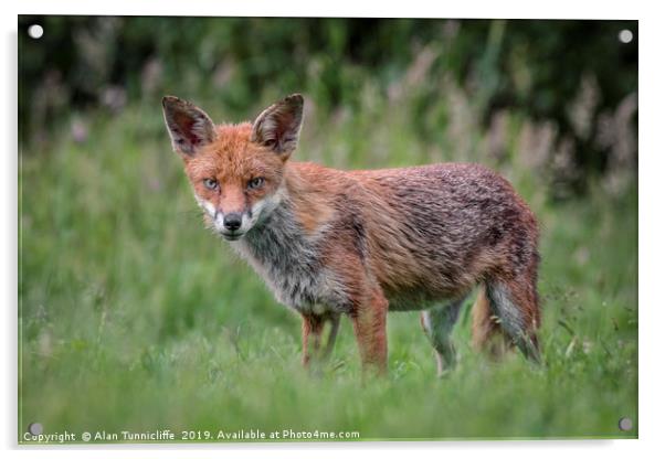 red fox Acrylic by Alan Tunnicliffe