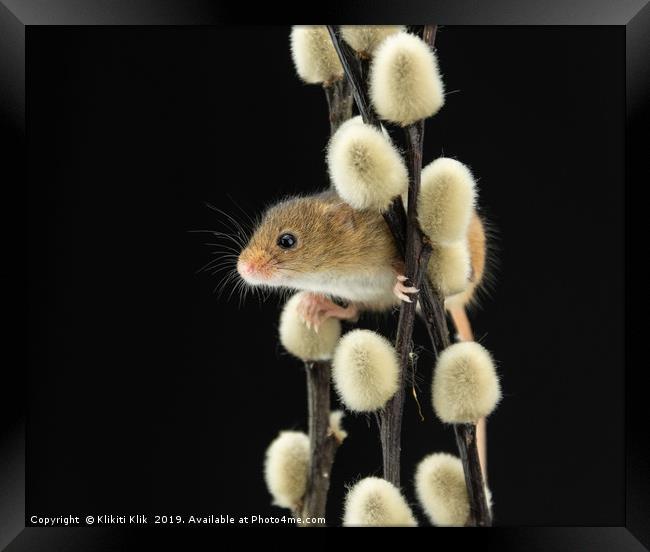 Harvest Mouse Framed Print by Angela H