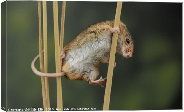 Harvest Mouse Canvas Print by Angela H