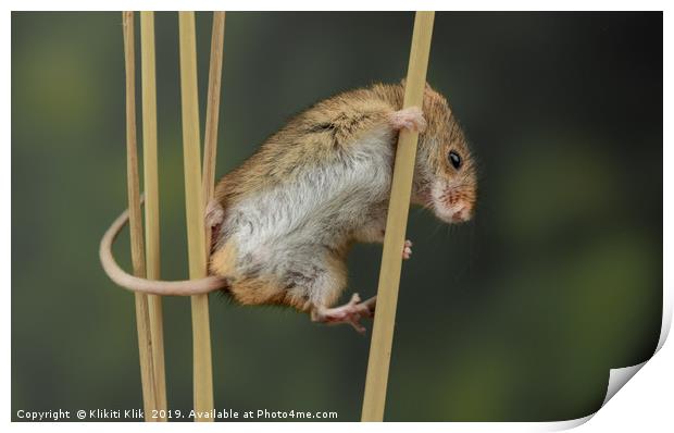Harvest Mouse Print by Angela H