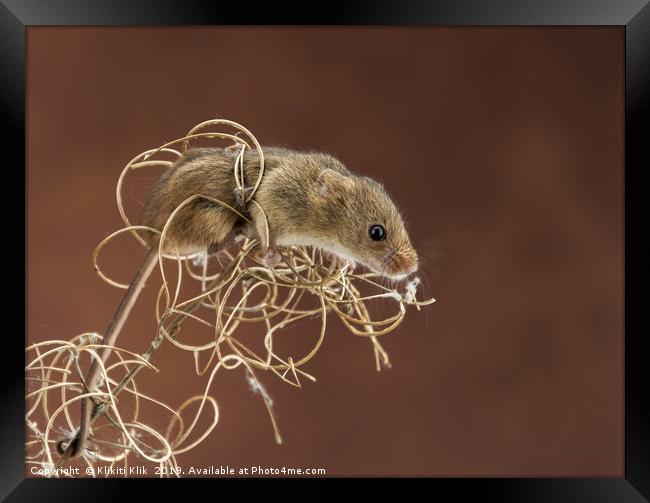 Harvest Mice Framed Print by Angela H