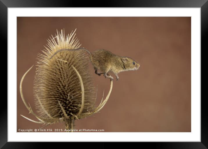 Harvest Mice Framed Mounted Print by Angela H