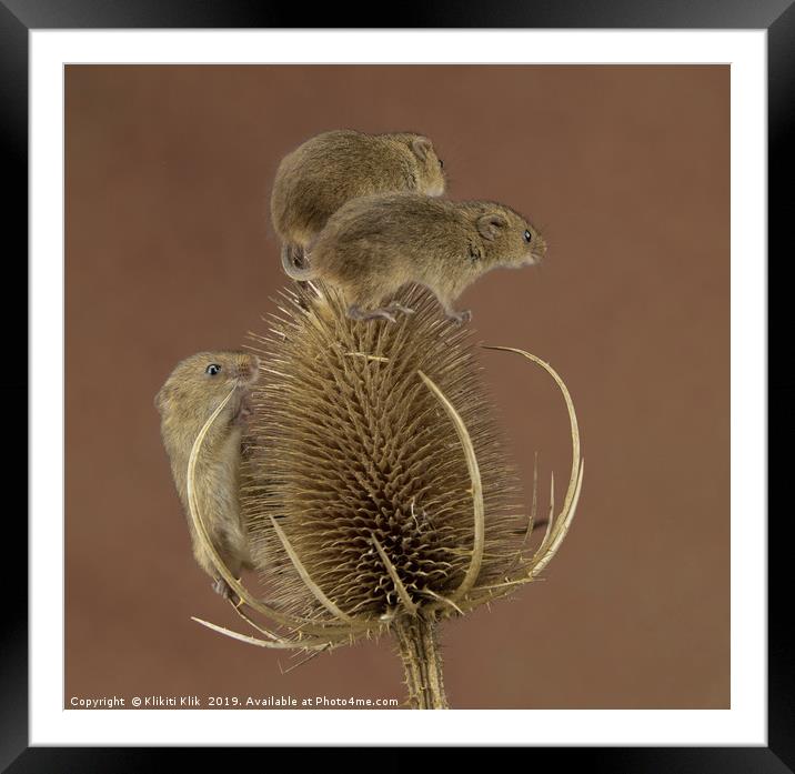 Harvest Mice Framed Mounted Print by Angela H
