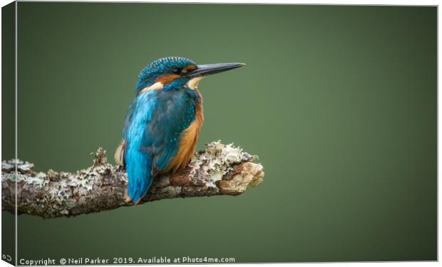 KIngfisher poised Canvas Print by Neil Parker