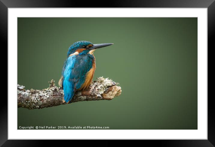 KIngfisher poised Framed Mounted Print by Neil Parker