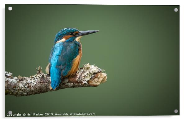 KIngfisher poised Acrylic by Neil Parker