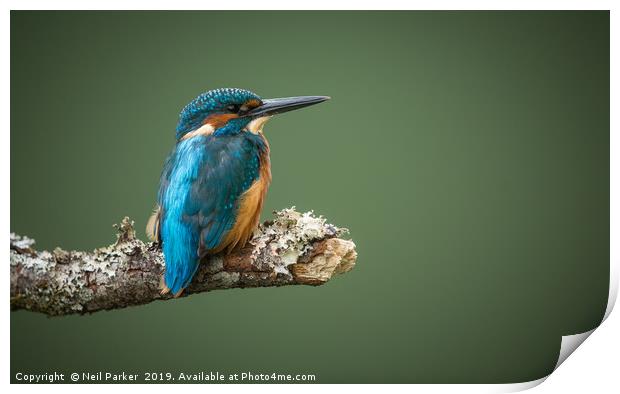 KIngfisher poised Print by Neil Parker