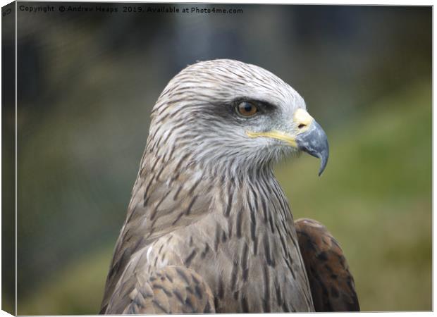 Headshot of a bird of prey which is a buzzard. Canvas Print by Andrew Heaps