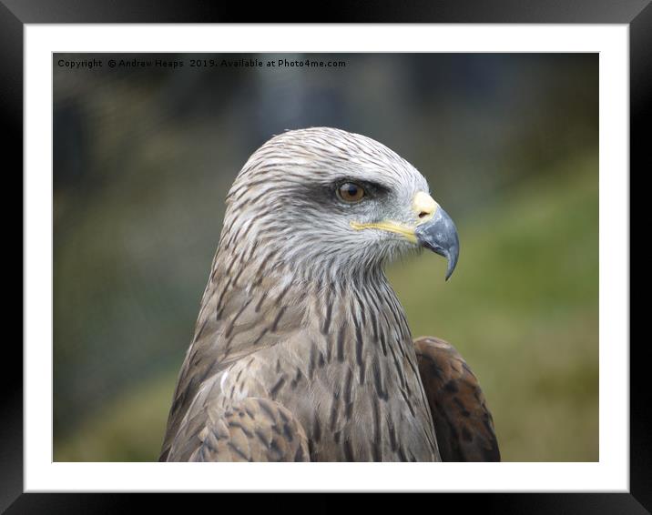 Headshot of a bird of prey which is a buzzard. Framed Mounted Print by Andrew Heaps