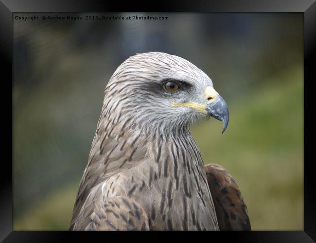 Headshot of a bird of prey which is a buzzard. Framed Print by Andrew Heaps