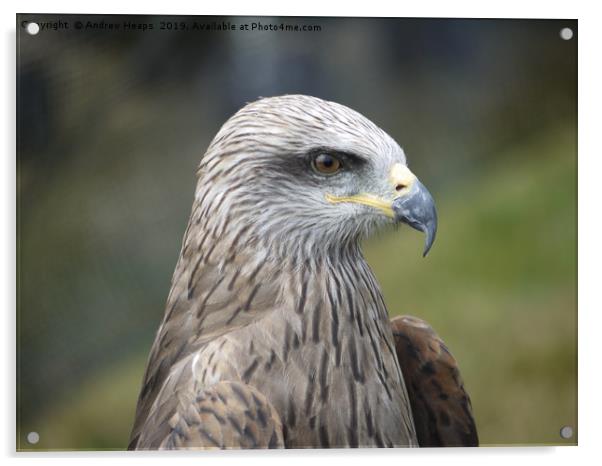 Headshot of a bird of prey which is a buzzard. Acrylic by Andrew Heaps