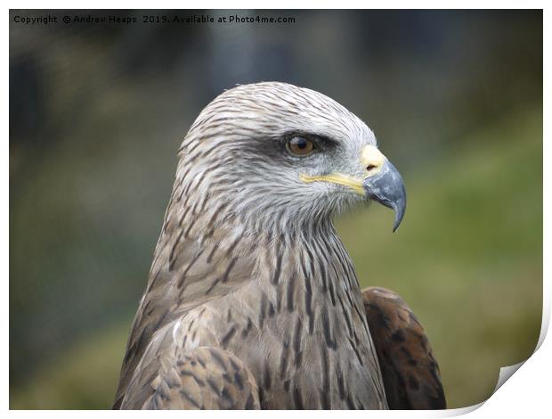 Headshot of a bird of prey which is a buzzard. Print by Andrew Heaps