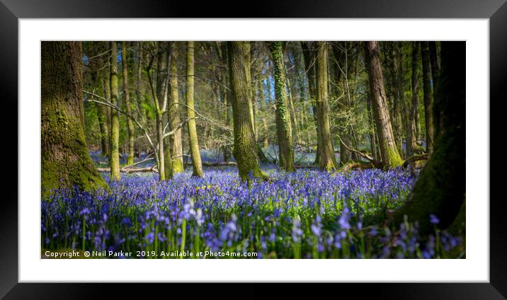 Spring Bluebells Framed Mounted Print by Neil Parker