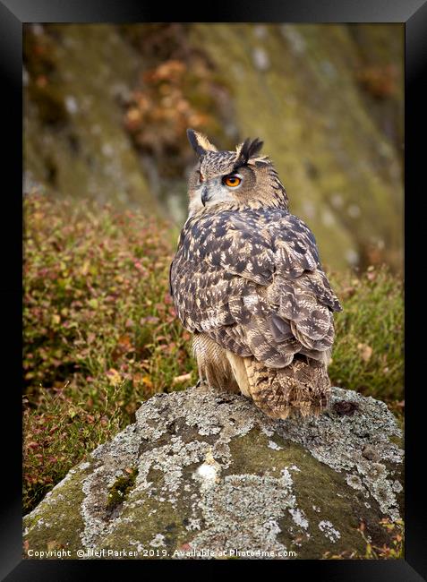 Eagle Owl, on the look out Framed Print by Neil Parker