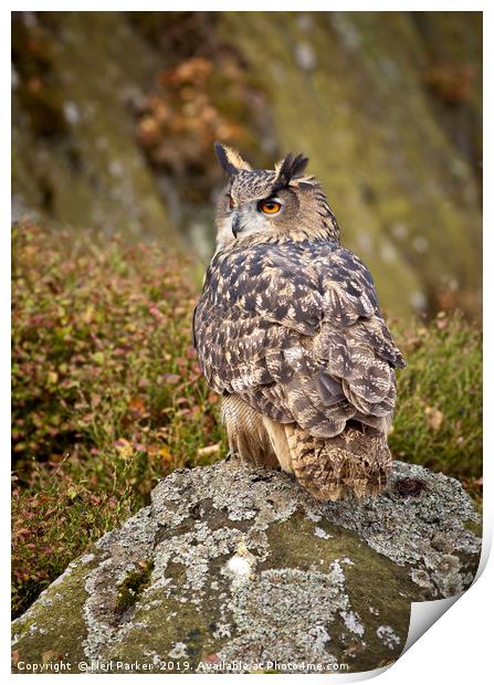 Eagle Owl, on the look out Print by Neil Parker