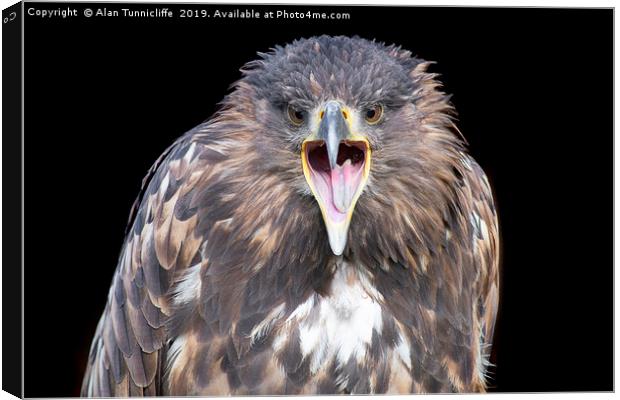 White-tailed sea eagle Canvas Print by Alan Tunnicliffe