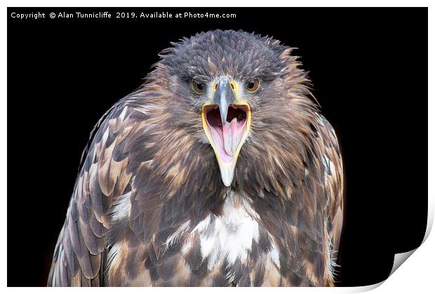 White-tailed sea eagle Print by Alan Tunnicliffe
