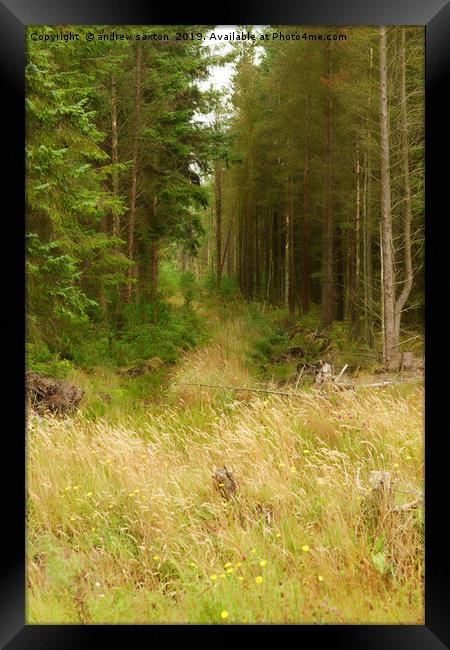 INTO THE WOODS Framed Print by andrew saxton