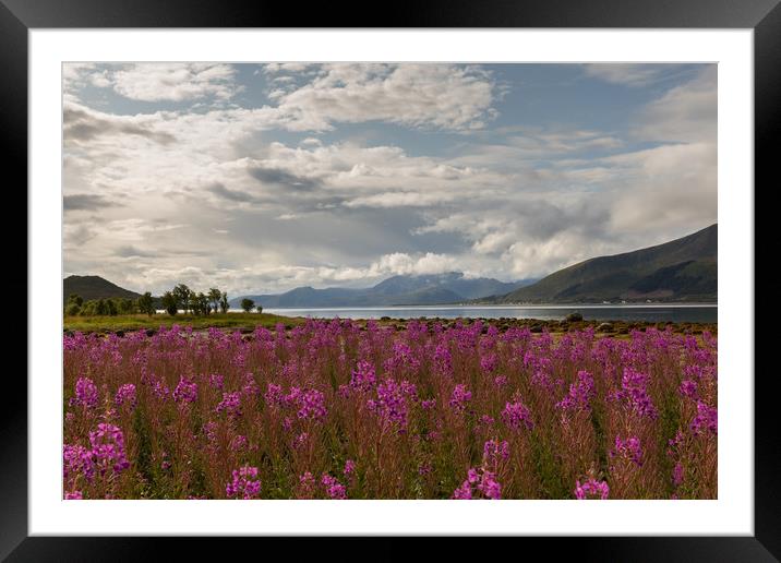 Fireweed at the Fjord Framed Mounted Print by Thomas Schaeffer