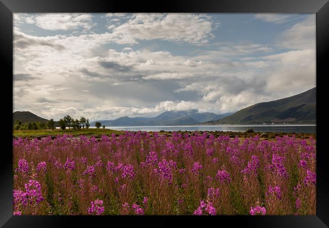 Fireweed at the Fjord Framed Print by Thomas Schaeffer
