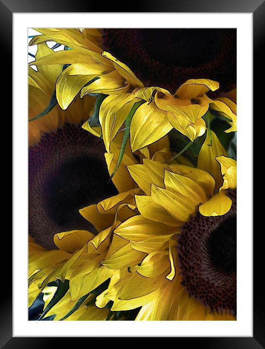 sunflowers Framed Mounted Print by Heather Newton