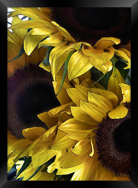 sunflowers Framed Print by Heather Newton