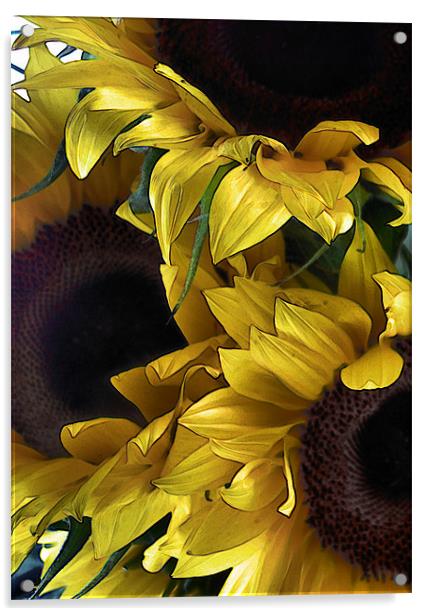 sunflowers Acrylic by Heather Newton