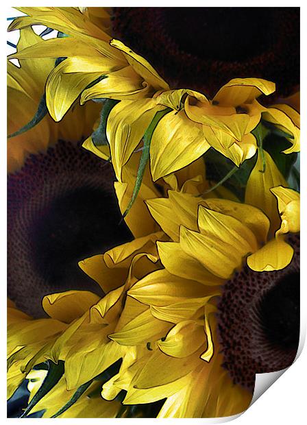 sunflowers Print by Heather Newton