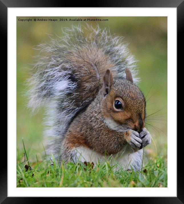 A single squirrel eating  Framed Mounted Print by Andrew Heaps