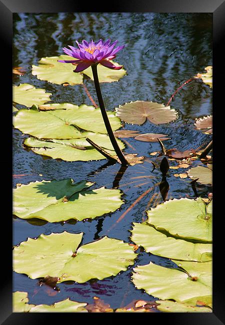 Lily Pond, Bali Framed Print by David Gardener