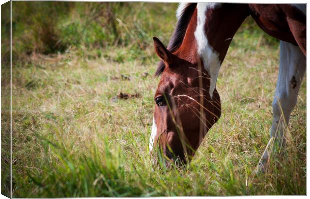 Grazing horse Canvas Print by Linda Cooke