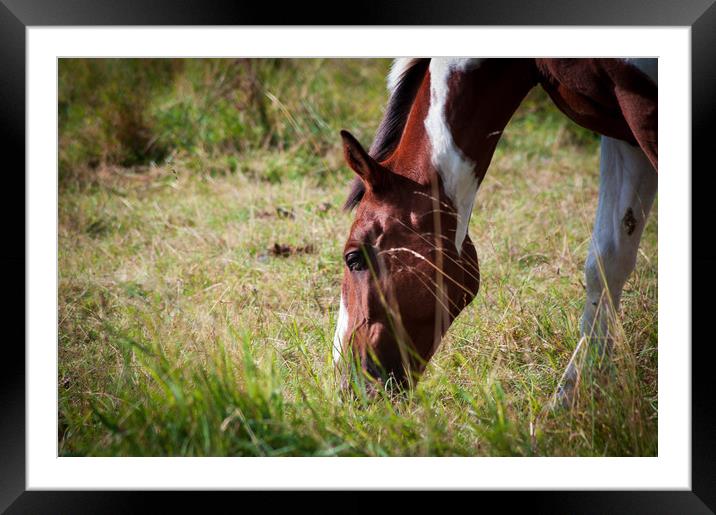 Grazing horse Framed Mounted Print by Linda Cooke