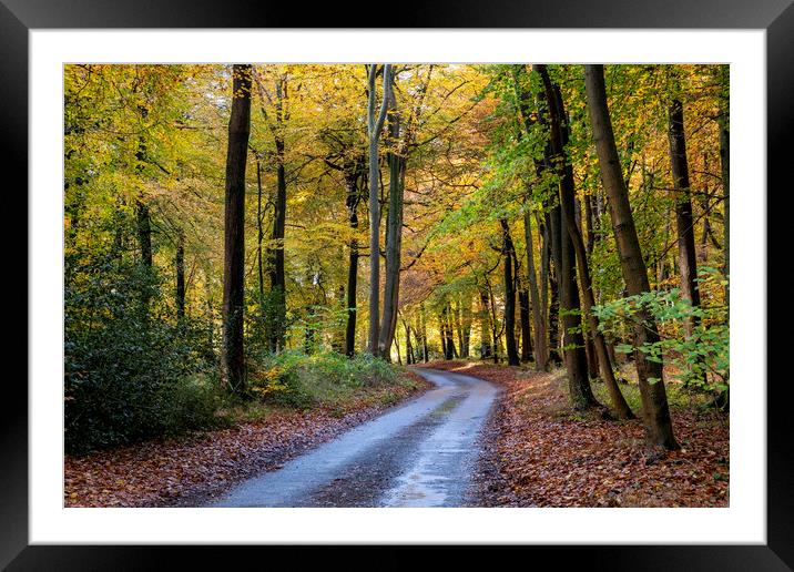 Autumn Colours Framed Mounted Print by Tony Bates