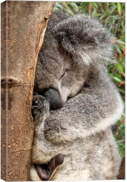 Koala bear in tree Canvas Print by Tony Bates