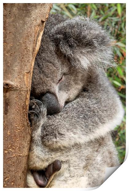 Koala bear in tree Print by Tony Bates
