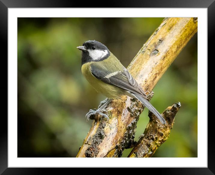 A very wet great tit Framed Mounted Print by Jonathan Thirkell