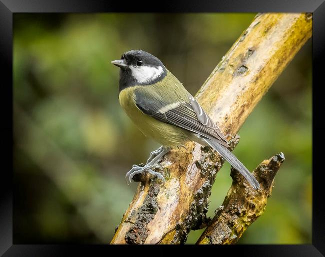 A very wet great tit Framed Print by Jonathan Thirkell