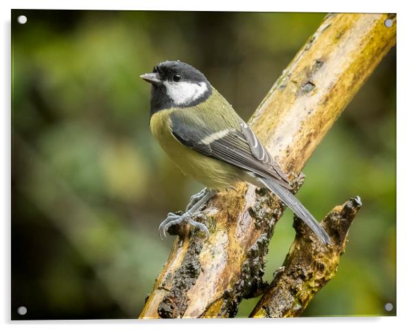 A very wet great tit Acrylic by Jonathan Thirkell