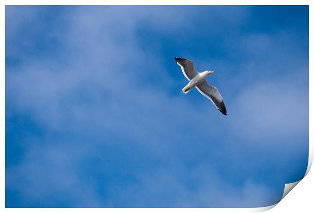Seagull in Blue Print by Hemerson Coelho