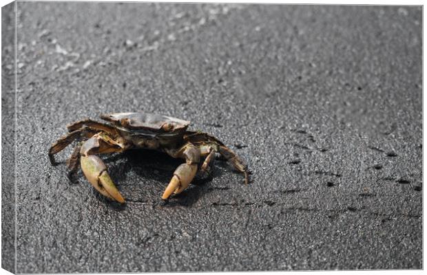 Ghost Crab in Sand Canvas Print by Hemerson Coelho