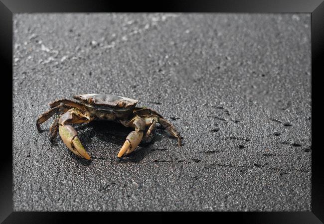 Ghost Crab in Sand Framed Print by Hemerson Coelho