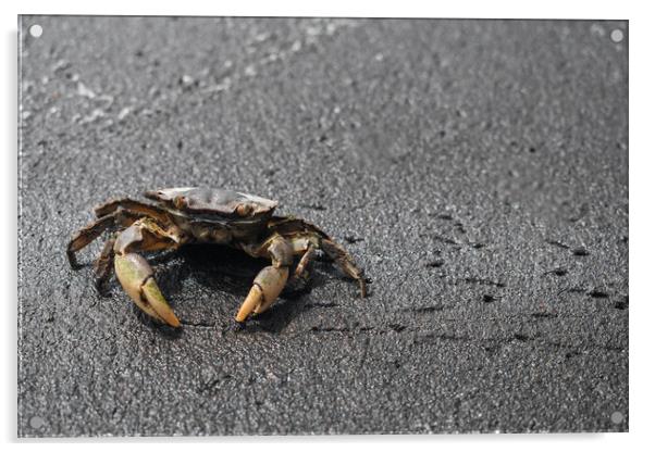 Ghost Crab in Sand Acrylic by Hemerson Coelho