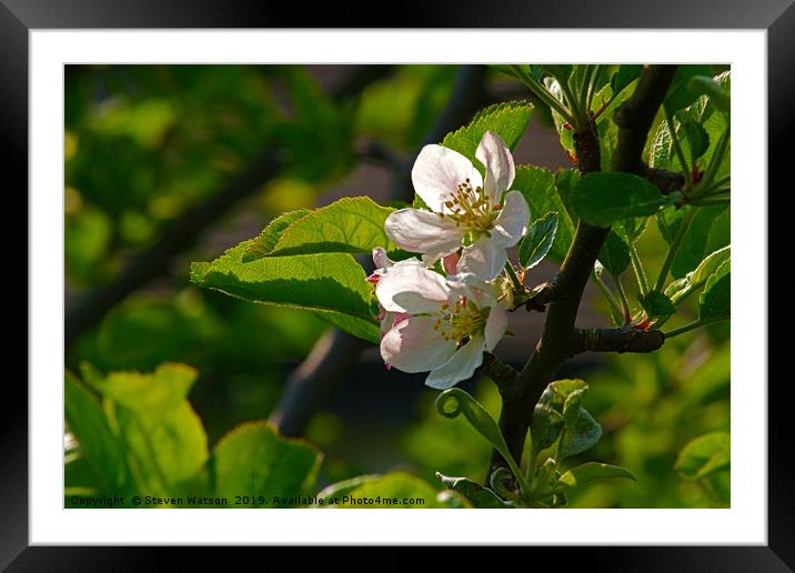 Apple Blossom Framed Mounted Print by Steven Watson