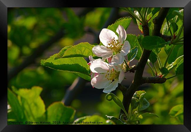 Apple Blossom Framed Print by Steven Watson