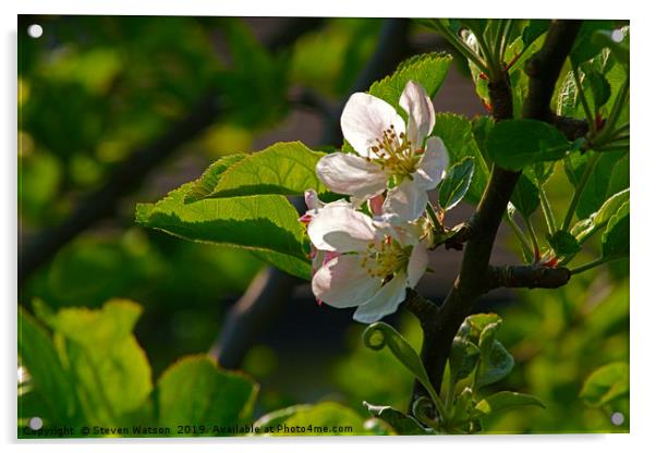 Apple Blossom Acrylic by Steven Watson
